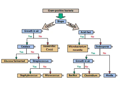 Hierarchy chart with MindFusion Iagramming for Blazor
