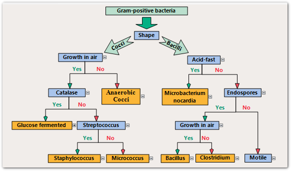 A hierarchy chart rendered using the Java Swing diagram component
