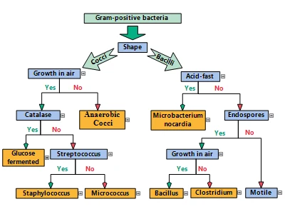 A hierarchical diagram showing a bacterial classification taxonomy, created with the JavaScript diagram library to visualize complex data relationships.
